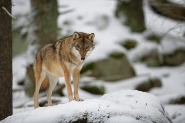 Gray wolf in winter snow forest in the Sumava National Park Czech Republic