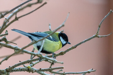 Blaumeise
