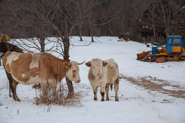Naklejka premium cattle in winter