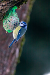 Obraz premium Blaumeise