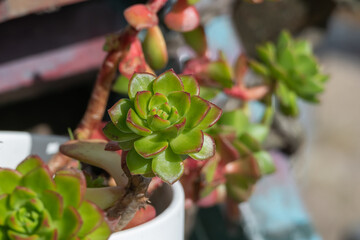 echeveria plant in white pot close up view with sunlight