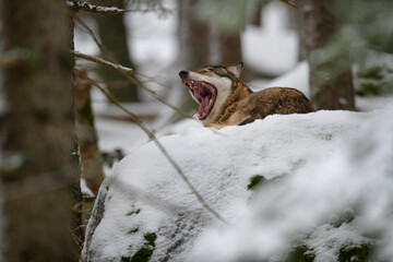 Gray wolf laying with open mouth in winter snow forest in the Sumava National Park Czech Republic