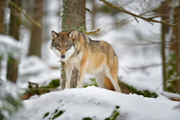 Obraz premium Gray wolf in winter snow forest in the Sumava National Park Czech Republic