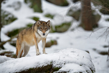 Gray wolf in winter snow forest in the Sumava National Park Czech Republic