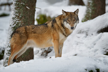 Gray wolf in winter snow forest in the Sumava National Park Czech Republic