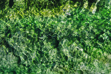 emerald green algae and water background