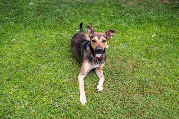 female dog, looking at the camera, sticking out her tongue, lying on the grass 