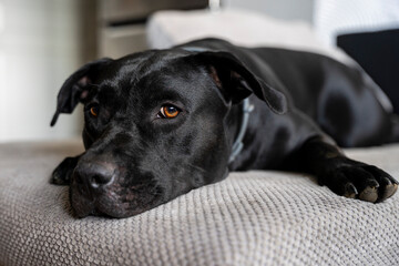 Czarny pies leżący na kanapie i obserwujący otoczenie. - obrazy, fototapety, plakaty