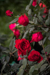 Rose Paggy Rockefeller, attractive shrub with beautiful, double carmine-red with darker edges