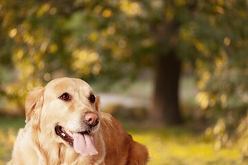 Beautiful dog portrait in a garden and looking to the side. Dog background.