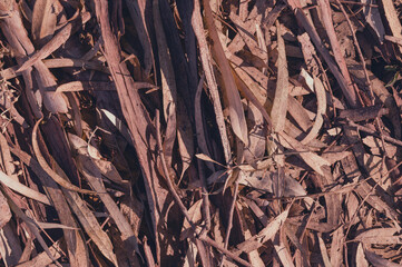 Textured Gum tree Bark euqualipt for background or screen saver