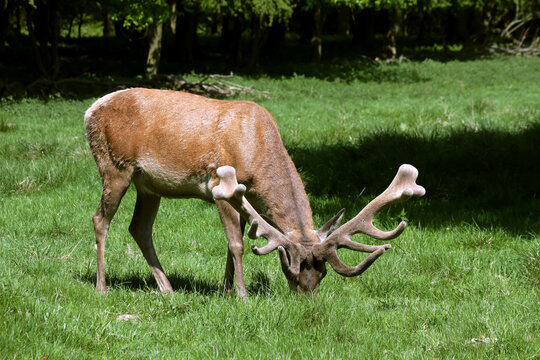 Red deer in Dyrehaven (Danish 'The Deer Park'). Is noted for large populations of red deer and fallow deer.  It has herds of about 2100 deer in total, with 300 Red, 1700 Fallow and 100 Sika Deer. 