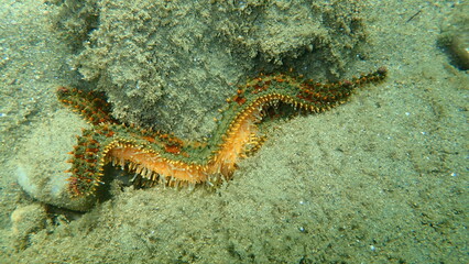 Obraz na płótnie Canvas Sea star spiny starfish (Marthasterias glacialis) undresea, Aegean Sea, Greece, Halkidiki 