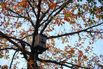 Birdhouse house for birds on oak tree