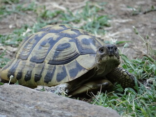 tortue
