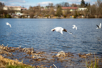 Fliegende Möwen am See.