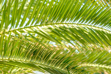 Obraz na płótnie Canvas Palm tree leaves against the blue sky. Floral pattern background.