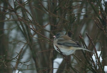 SONGBIRDS IN THE WINTER SNOW