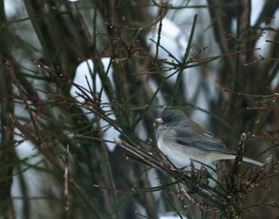 LITLLE BACKYARD BIRD