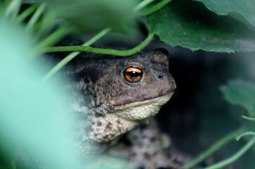 frog under the leaf