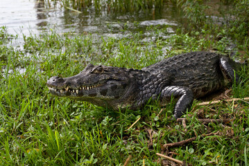 Yacaré on the shore of the marshlands
