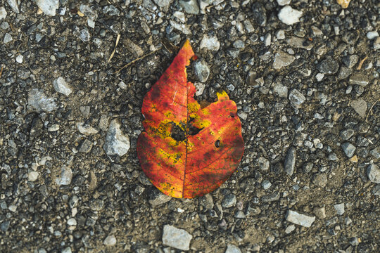 A Broken Fall Leaf