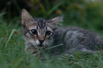 cat on grass