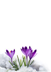 Spring snowdrops flowers violet crocuses ( Crocus heuffelianus ) in snow on white background with space for text