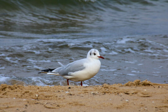 Mewa Bilder Durchsuchen 5,753 Archivfotos, und Videos