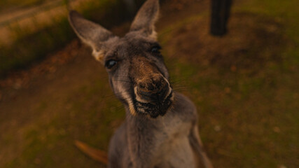 donkey in the meadow