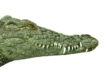 Crocodile, in profile, on a white isolated background