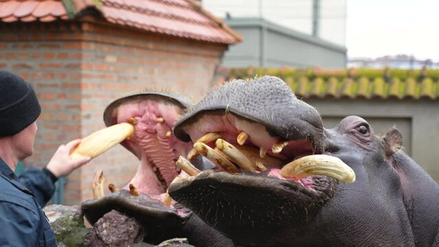 The zookeeper feeds the hungry hippo with bread