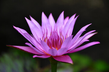 Charming lotus flower