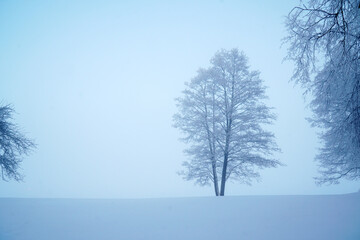 one tree in the fog in the snow in winter