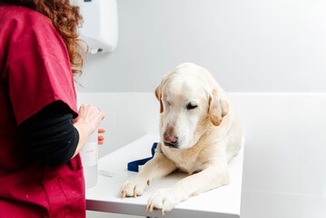 labrador retriever dog without an eye on the examination table of a veterinary clinic. Veterinary doctor preparing a dog to draw blood
