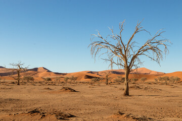 Fototapeta na wymiar Hidden Vlei, Sossusvlei, Namibia