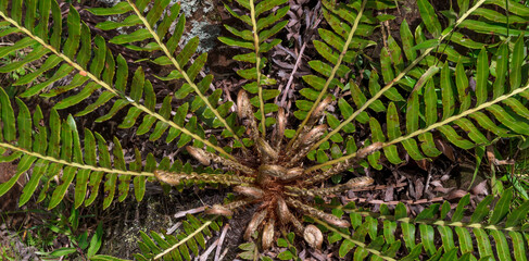 Close Up of Wild Fern in Southern Brazil.