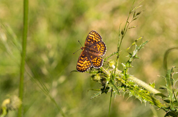 Macro of a heath fritillary (melitaea athalia) butterfly with blurred bokeh background; pesticide free environmental protection concept