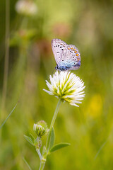 Titel: Common blue (polyommatus icarus) butterfly on a white clover (trifolium repens) blossom;...