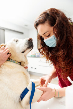 Labrador Retriever Dog Without An Eye On The Examination Table Of A Veterinary Clinic. Veterinary Doctors Preparing A Dog To Draw Blood