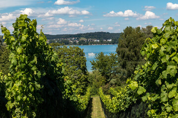 Fototapeta na wymiar Vineyard with a view of Lake Constance