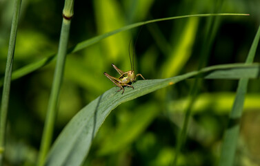 Grasshopper on a grass leaf