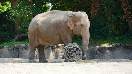 Asian elephant in zoo