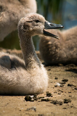 A close-up of swan chick