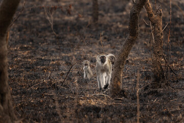 Green Monkey in the Murchison Falls. Monkey in the burnt forest. Wildlife in Uganda. African safari. 