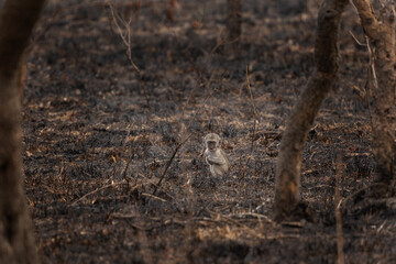 Green Monkey in the Murchison Falls. Monkey in the burnt forest. Wildlife in Uganda. African safari. 