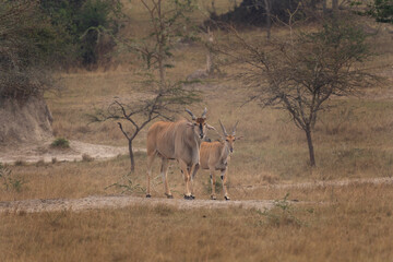 Common eland in the Lake Mburo NP. Calm elands. Wildlife in Uganda. African safari.