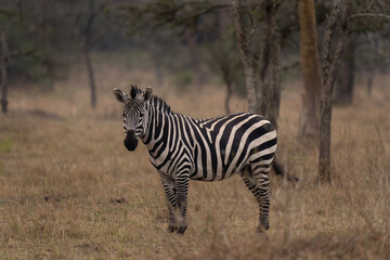 Fototapeta na wymiar Plains zebra in the Lake Mburo National park. Safari in Uganda. African wildlife. 