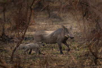 Common warthog in the Lake Mburo National park. Safari in Uganda. Calm warthog. African wildlife. 