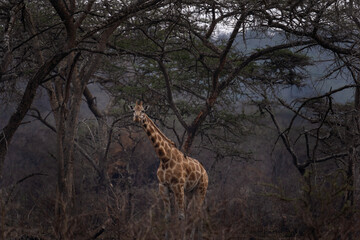 Northern giraffe in the Lake Mburo National park. Safari in Uganda. Giraffe stay in the burned forest.. African wildlife.